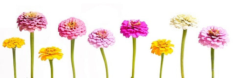 Zinnia Flowers