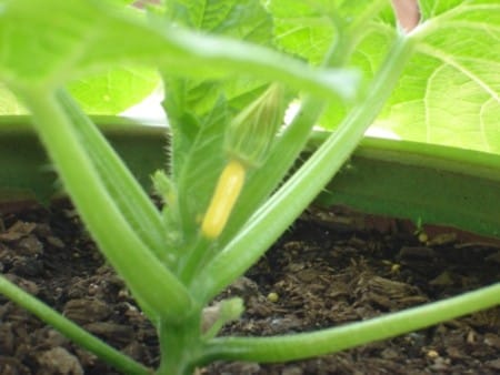 Zucchini plant