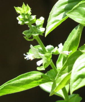 Basil Flower