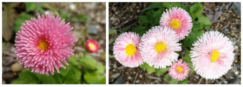 Bellis Pompom