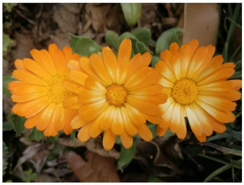 Calendula Oopsy Daisy