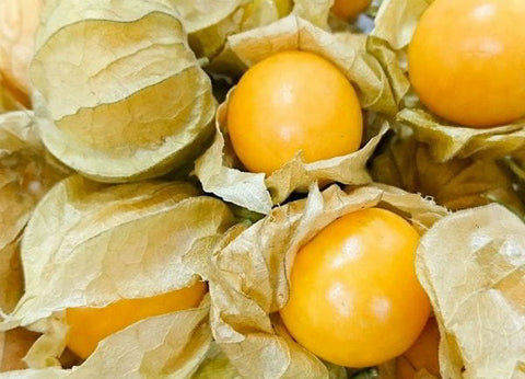 Cape Gooseberry