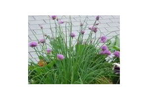 Chive Flowers