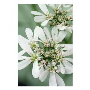 Coriander Flower