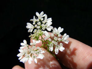 Coriander Flower