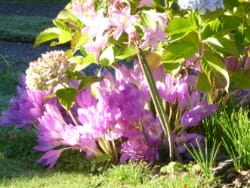 Flowers in garden