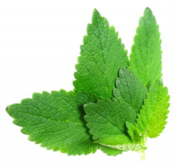 Lemon Balm