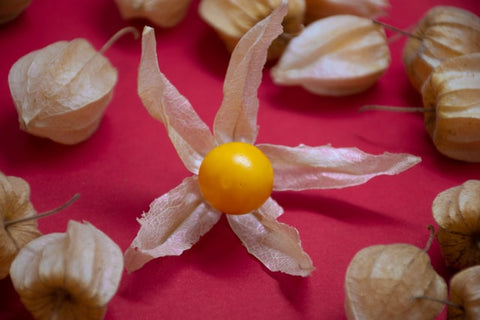 Cape Gooseberry in wrapping