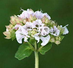 Oregano Flower