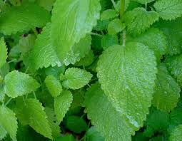 Lemon Balm