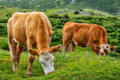 Cow Grazing