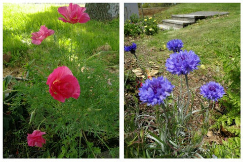 Poppy Cornflower