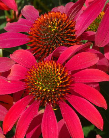 Red Echinacea