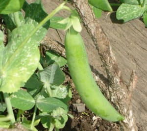 Pea