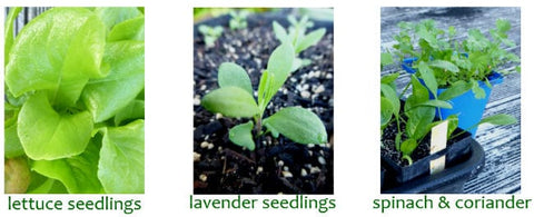 Different plant seedlings