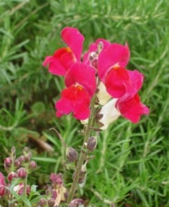 Snapdragon