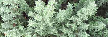 Thyme English