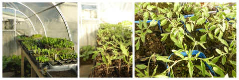 Tomato Seedlings