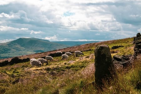 Sheep Grazing