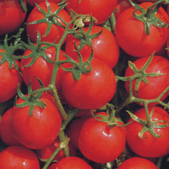 Buy Tomato Brandymaster Pink F1 by Kings Seeds online - Kings Seeds NZ