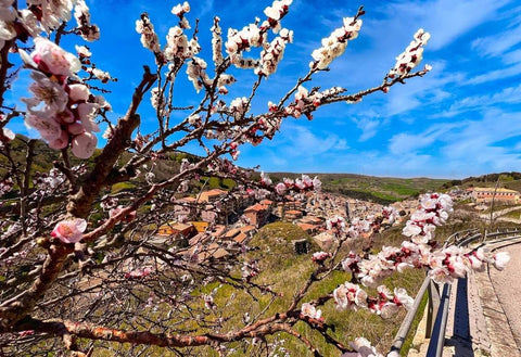 Buccari flowers