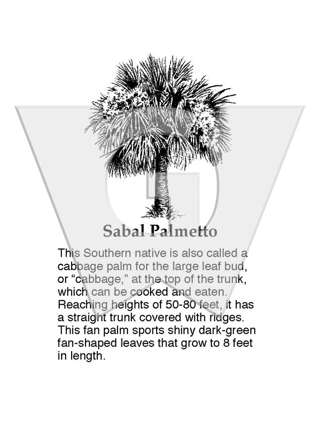 Sabal Palmetto – Wilderness Graphics, Inc.