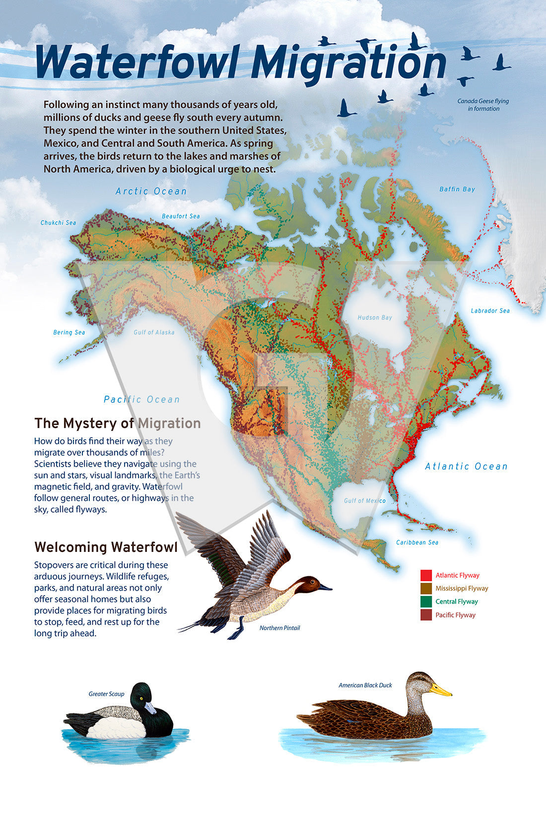 Waterfowl Migration Wilderness Graphics, Inc.