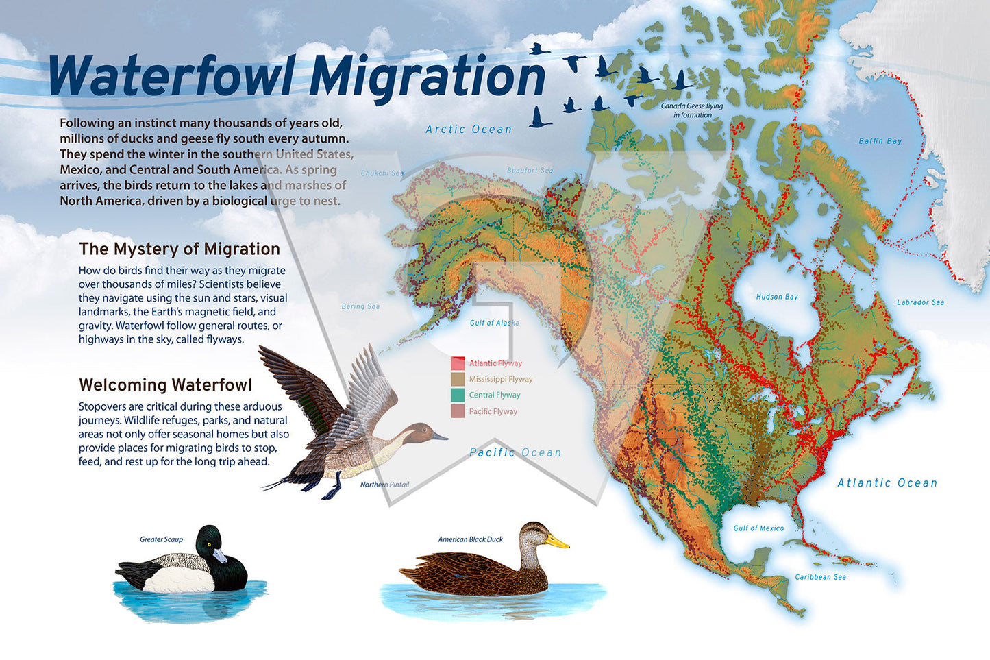 Waterfowl Migration Wilderness Graphics, Inc.