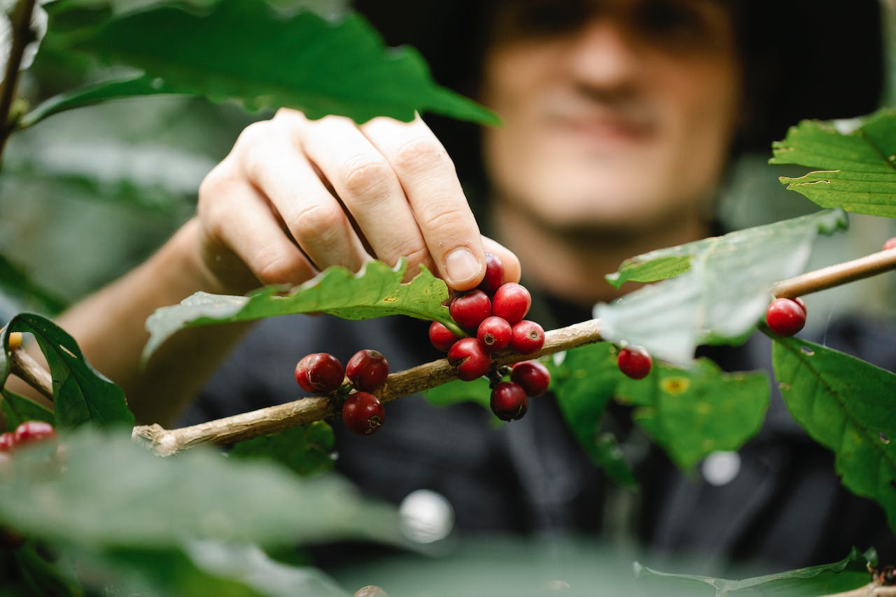 Caffè verde forte (green coffee strong) ricco di acido Clorogenico