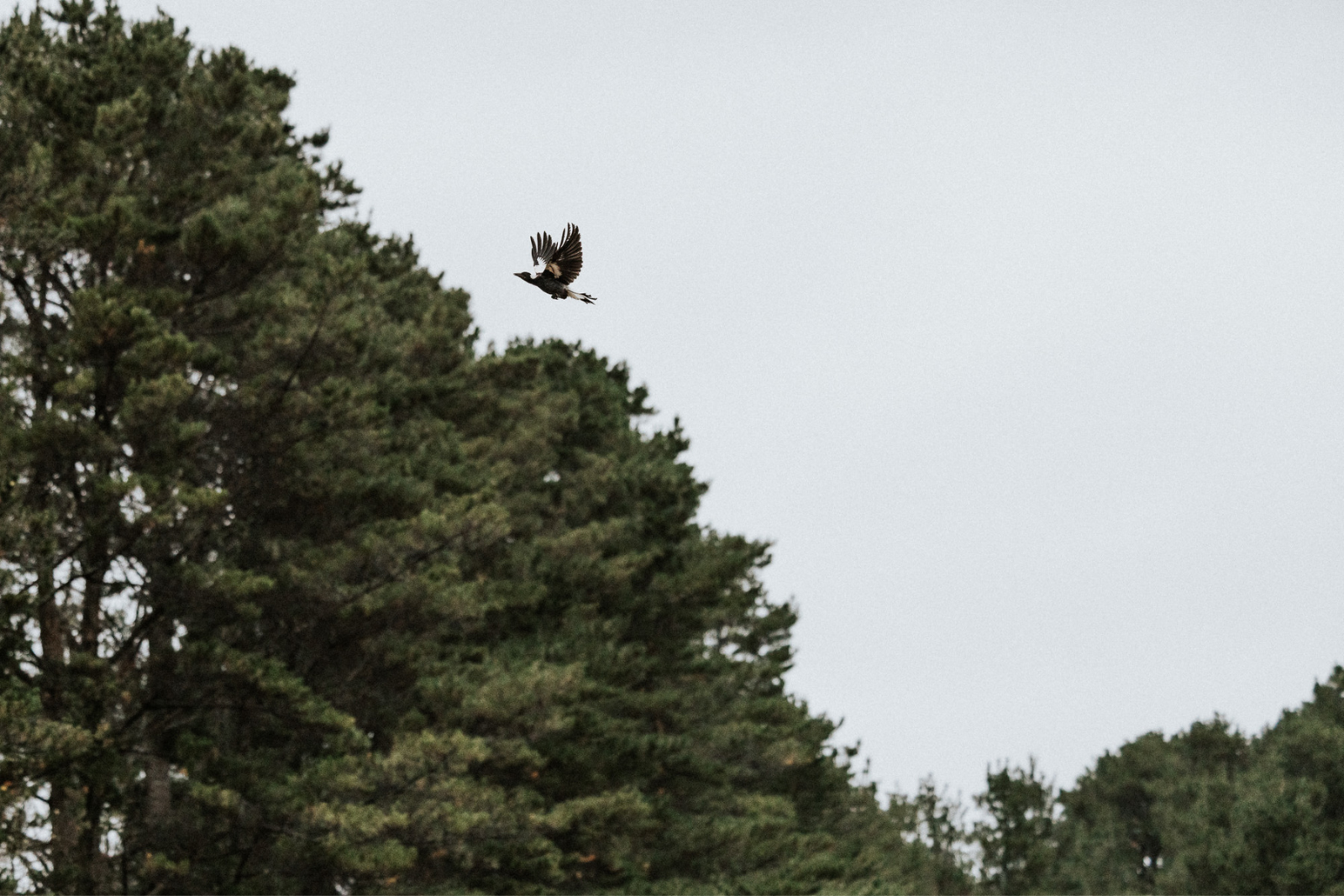 bird flying off above treeline