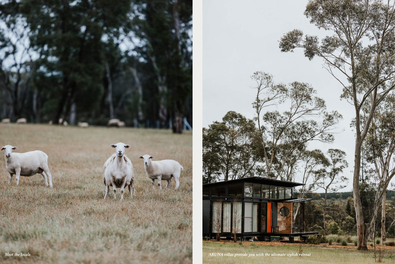 Sheep in paddock and distant image of Aruna luxury villas