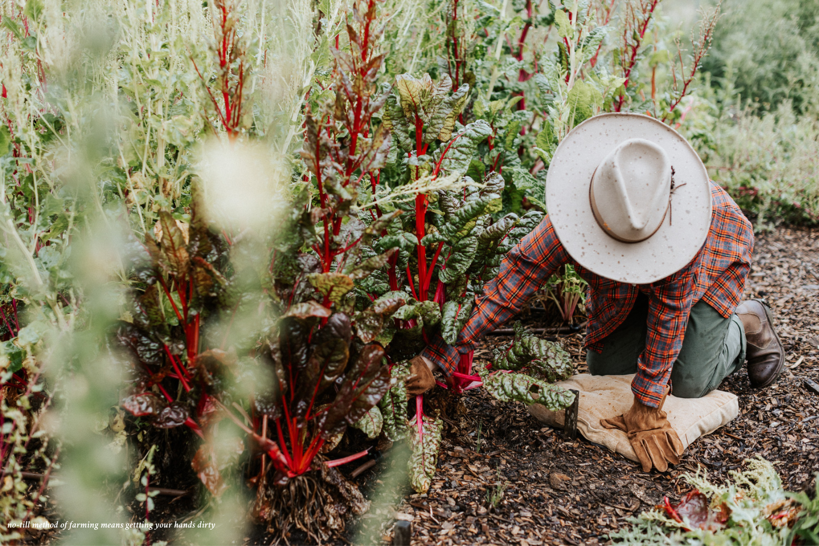 Person in red flannel shirt in felt hat on knees gardening