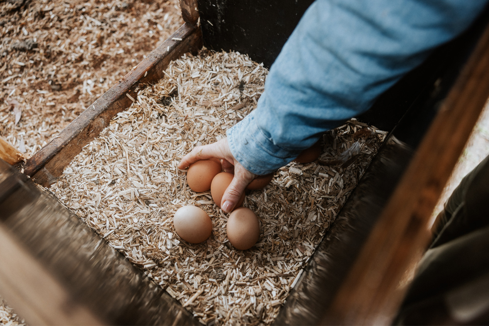 hand reaching into laying box to collect eggs