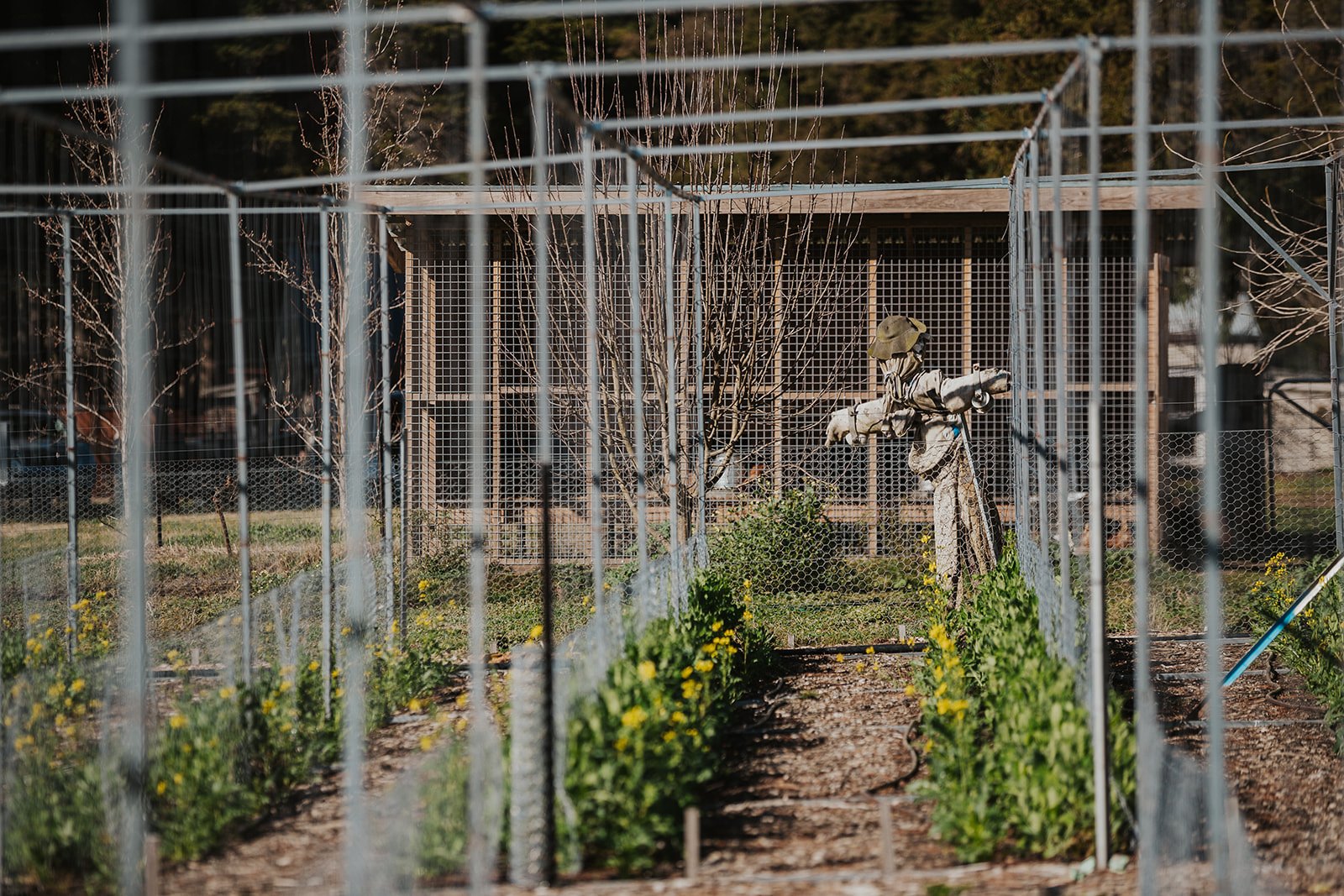 rows of vegetables growing