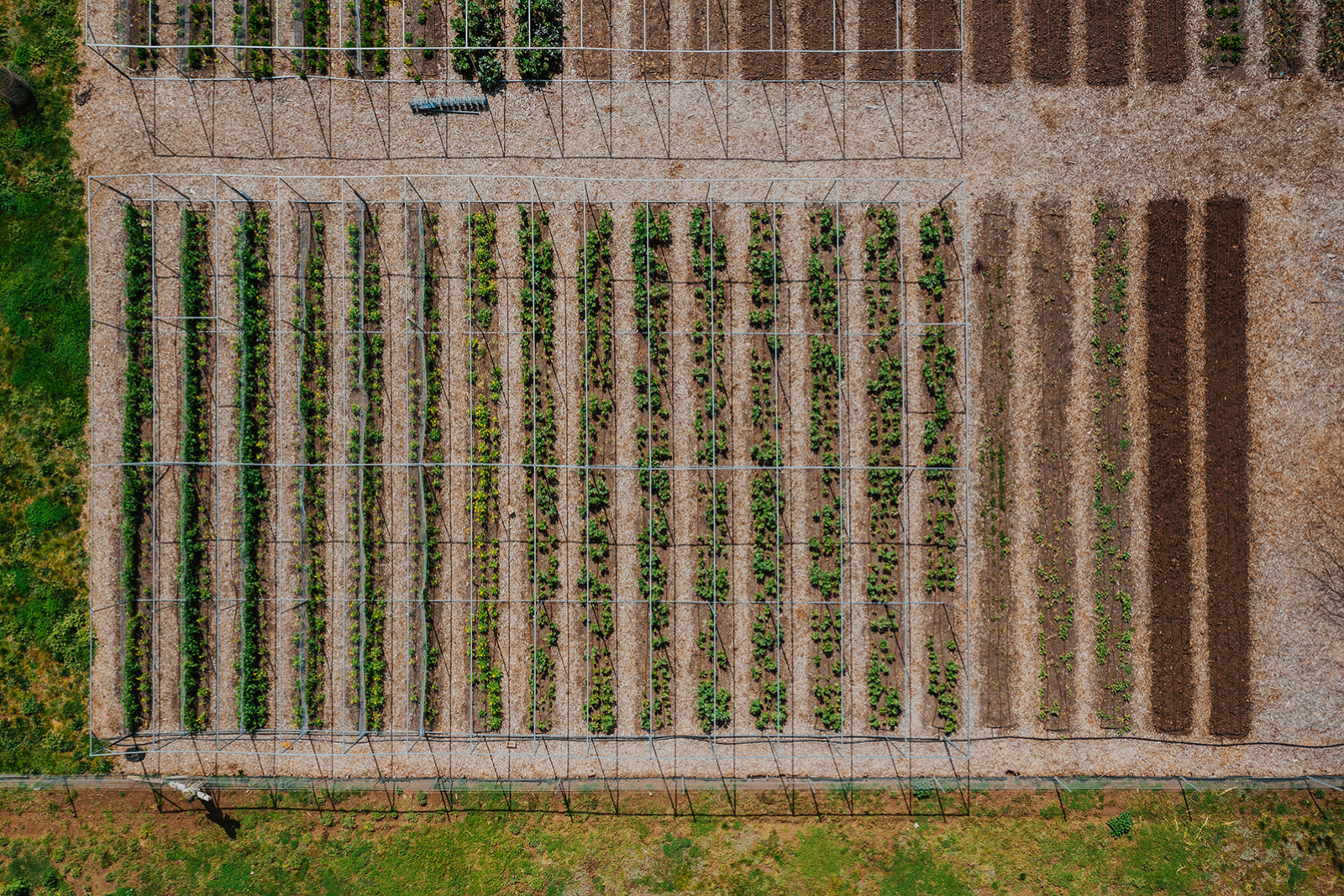 arial view of rows of vegetables growing