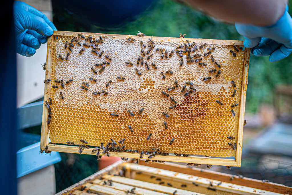 Der Gartencoach - Youtube Videos - Bienenwaaben