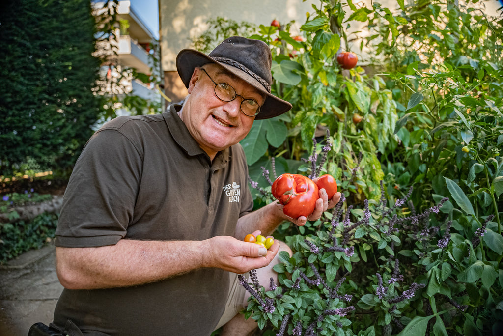 Der Gartencoach zeigt seine Tomaten Ernte
