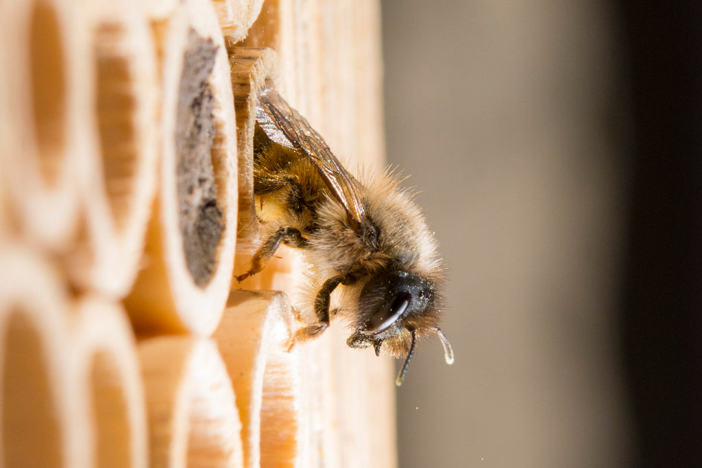 Biene (Osmia Bicornis) kommt aus Nistrohr