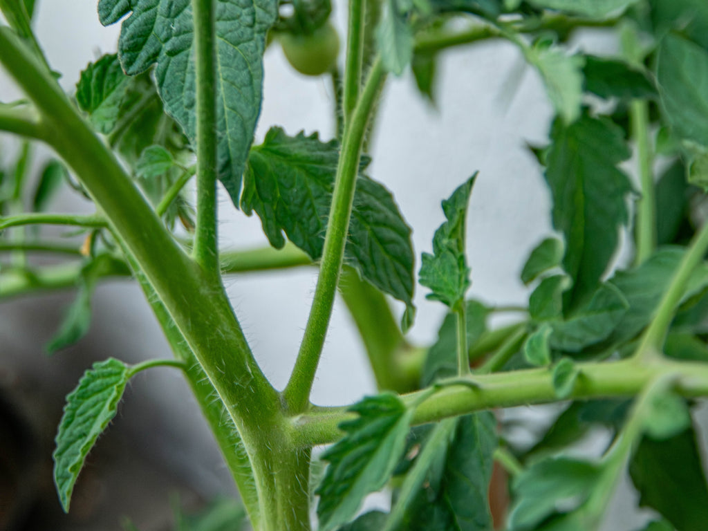 Geiztrieb Tomaten