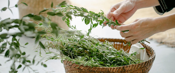 brain boosting herbs