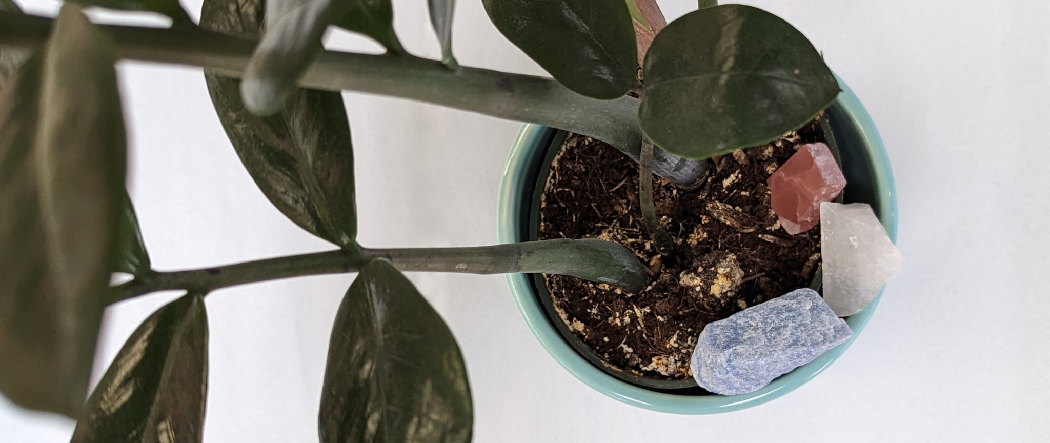 Top down view of 3 Crystals in a potted plant