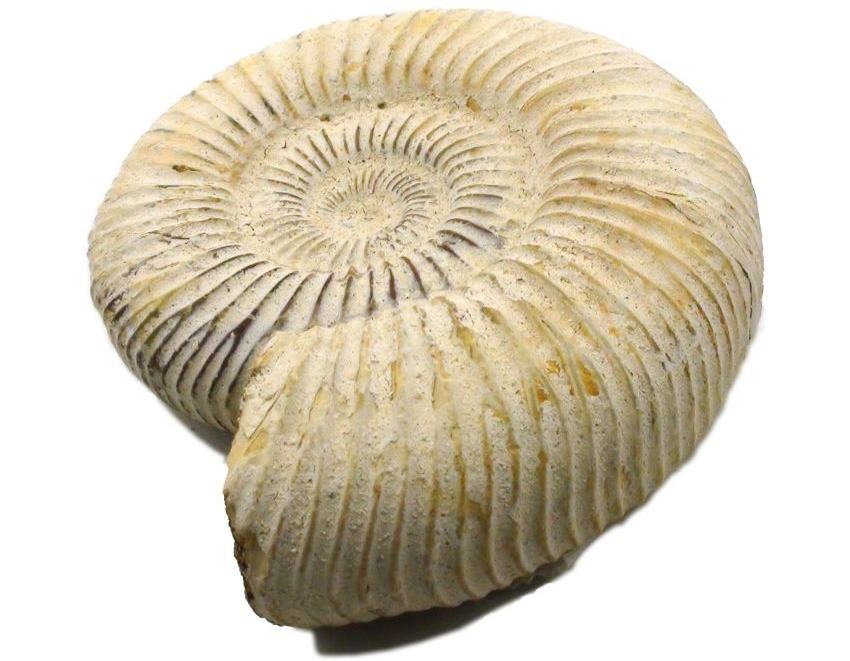 White Ammonite Fossil on white background.jpg