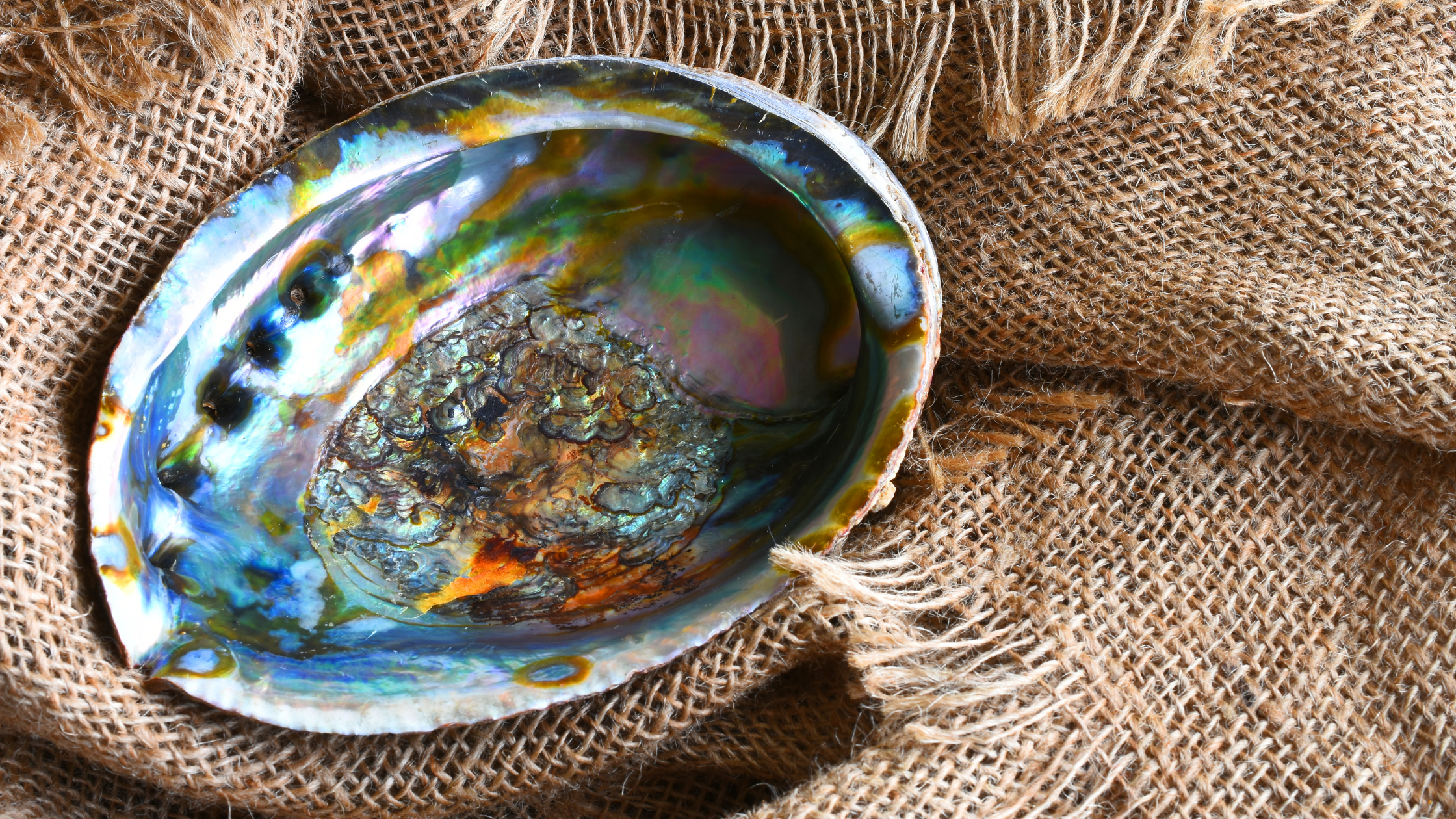 Abalone clam shell Kitchener.png