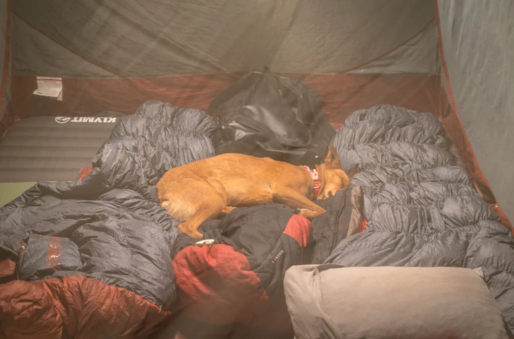 dog laying between sleeping bags