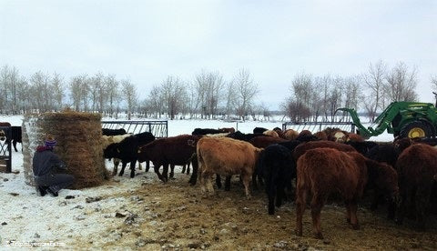 Feeding Hay to Steers