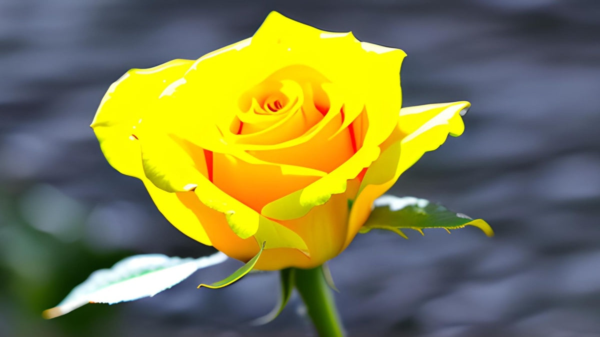 A yellow rose, symbolizing positivity and optimism