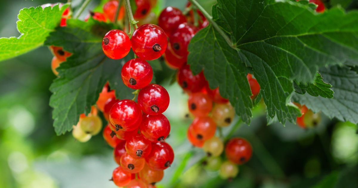 Holly plant shown in bud form.