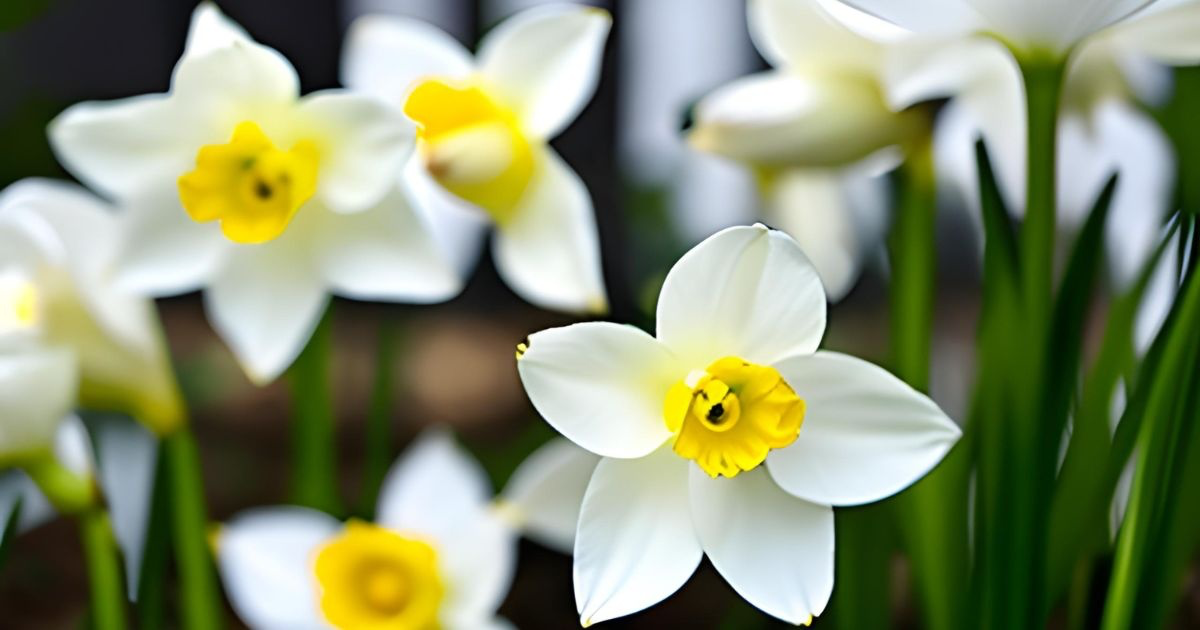 Narcissus Flower Example Photo