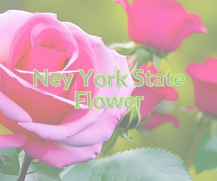 Picture of the official state flower of New York, the rose.