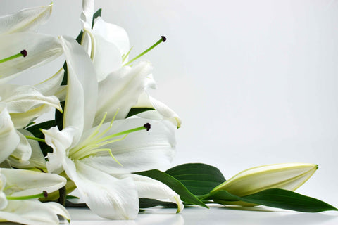 White Lilly Flowers